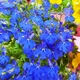 Лобелія Синій килим Синій Насіння Florium (726482) - зображення 2