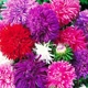 Астра Страусове Перо суміш Різнобарвний Насіння Florium (726114) - зображення 1