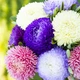 Семена Астра Балун смесь (726446) - изображение 2