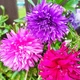 Астра Страусове Перо суміш Різнобарвний Насіння Florium (726114) - зображення 2