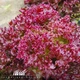 Семена Салат Ред Дженни Florium (718032) - изображение 1