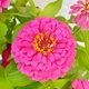 Цінія Махрова Мрія Рожевий Насіння Florium (726587) - зображення 1