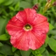 Петунія мініатюрна Лососева Лососевий Насіння Florium (725041) - зображення 1