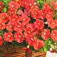 Петунія мініатюрна Лососева Лососевий Насіння Florium (725041) - зображення 2