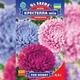 Семена Астра Крестелла Бордюрная (726638) - изображение 2