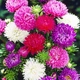Астра Шкільний Різнобарвний букет Насіння Florium (726660) - зображення 1