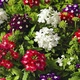 Семена Вербена гибридная низкорослая смесь (726771) - изображение 1