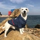 Кофта джинсовая для собак DogClub Rocky XL Blue - изображение 1