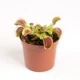 Дионея Венерина Мухоловка Растение P-9 см (Dionaea Muscipula) - изображение 3