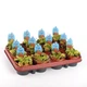 Дионея Венерина Мухоловка Растение P-9 см (Dionaea Muscipula) - изображение 5