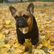 Худи для собак DogClub Frenchdog S Black - изображение 3