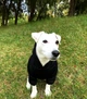 Худи для собак DogClub Brand М Black - изображение 6
