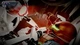 Гра Nintendo Switch Metroid Dread (Картридж) (45496428464) - зображення 5