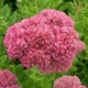 Очиток видный (Sedum spectabile) (саженец,открытый корень) 1 шт в упаковці - изображение 2