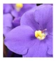 Парфюмированная вода Yodeyma Harpina 15 ml - изображение 2