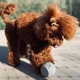 М'ячик для собак та котів Wickedball Artificial Wool C1801 (Сірий) - зображення 5