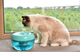 Фонтан-поїлка для котів і собак PAWOOF 1.5L з фільтром, Зелений (006-GREEN) - зображення 8