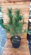 Сосна густоквіткова Аліса Веркаде / Pinus densiflora Alice Verkade С2 Н 80-100 - зображення 1