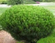 Сосна густоквіткова Аліса Веркаде / Pinus densiflora Alice Verkade С2 Н 80-100 - зображення 4