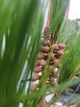 Сосна густоквіткова Аліса Веркаде / Pinus densiflora Alice Verkade С2 Н 80-100 - зображення 5