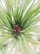 Сосна густоквіткова Аліса Веркаде / Pinus densiflora Alice Verkade С2 Н 80-100 - зображення 7