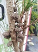 Сосна густоквіткова Аліса Веркаде / Pinus densiflora Alice Verkade С2 Н 80-100 - зображення 9
