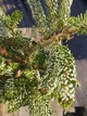 Ялиця корейська Сільберлок/Abies koreana Silberlocke С5 /Н 20-40 - зображення 3