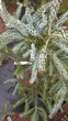 Ялиця корейська Сільберлок/Abies koreana Silberlocke С5 /Н 20-40 - зображення 6