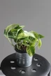 Епіпремнум марбл квін / Epipremnum Marble Queen 12 см горщик 7868 - зображення 6