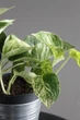 Епіпремнум марбл квін / Epipremnum Marble Queen 12 см горщик 7868 - зображення 7