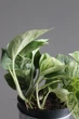 Епіпремнум марбл квін / Epipremnum Marble Queen 12 см горщик 7868 - зображення 8