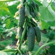 Семена огурцов Kitano Seeds Нибори f1 (кс 90 f1) 250 семян - изображение 1
