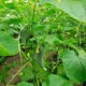Семена огурцов Seminis Св 4097 цв f1 (sv 4097 cv f1) 250 семян - изображение 2