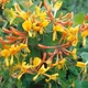 Жимолость Тельмана / Lonicera × tellmanniana С2/Н 80-90 - зображення 5