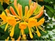 Жимолость Тельмана / Lonicera × tellmanniana С2/Н 80-90 - зображення 9