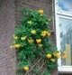 Жимолость Тельмана / Lonicera × tellmanniana С2/Н 80-90 - зображення 10