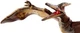 Фігурка Світ юрського періоду Динозавр Птеранодон Jurassic World Pteranodon - зображення 6