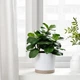 Штучна рослина в горщику для приміщення/вулиці клузія FEJKA IKEA 704.933.48 - зображення 2