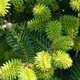 Пихта нордмана 'Golden Spreader' / Abies nordmanniana 'Golden Spreader' С20 Н 40 - 50 - изображение 4