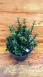 Бересклет японский Микрофилус/ Euonymus japonicus Microphyllus С3 /Н 20-30 - изображение 1