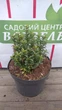 Бересклет японский Микрофилус/ Euonymus japonicus Microphyllus С3 /Н 20-30 - изображение 2