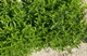 Бересклет японский Микрофилус/ Euonymus japonicus Microphyllus С3 /Н 20-30 - изображение 3