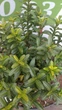 Бересклет японский Микрофилус/ Euonymus japonicus Microphyllus С3 /Н 20-30 - изображение 4
