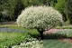 Ива пепельная Триколор (штамб) / Salix cinerea Tricolor C15 Ра90 Н120-140 - изображение 1