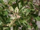 Ива пепельная Триколор (штамб) / Salix cinerea Tricolor C15 Ра90 Н120-140 - изображение 3