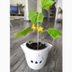 Подарочный набор GreenPet "Тучка" Янтарный огурчик Коктейльный - изображение 1