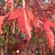 Клен татарский ginnala /Acer tataricum ginnala С10/ Н 80-100 - изображение 1