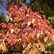 Клен татарский ginnala /Acer tataricum ginnala С10/ Н 80-100 - изображение 3