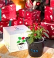 Подарочный набор GreenPet "Тучка" Острый перчик Чили - изображение 4