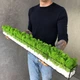 Моссариум MiNature Moss со стабилизированым мхом 1м - изображение 2